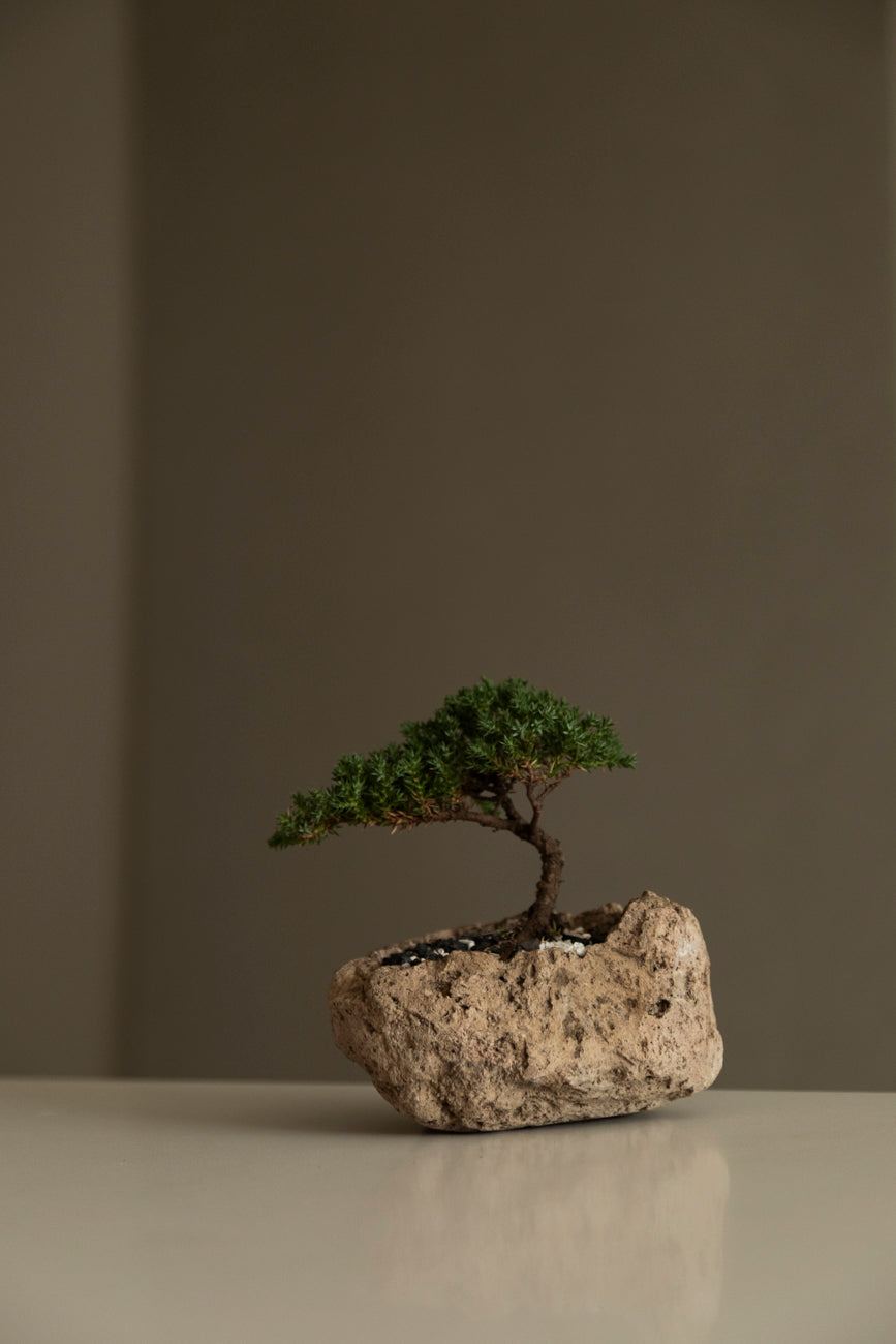 Bonsai mini