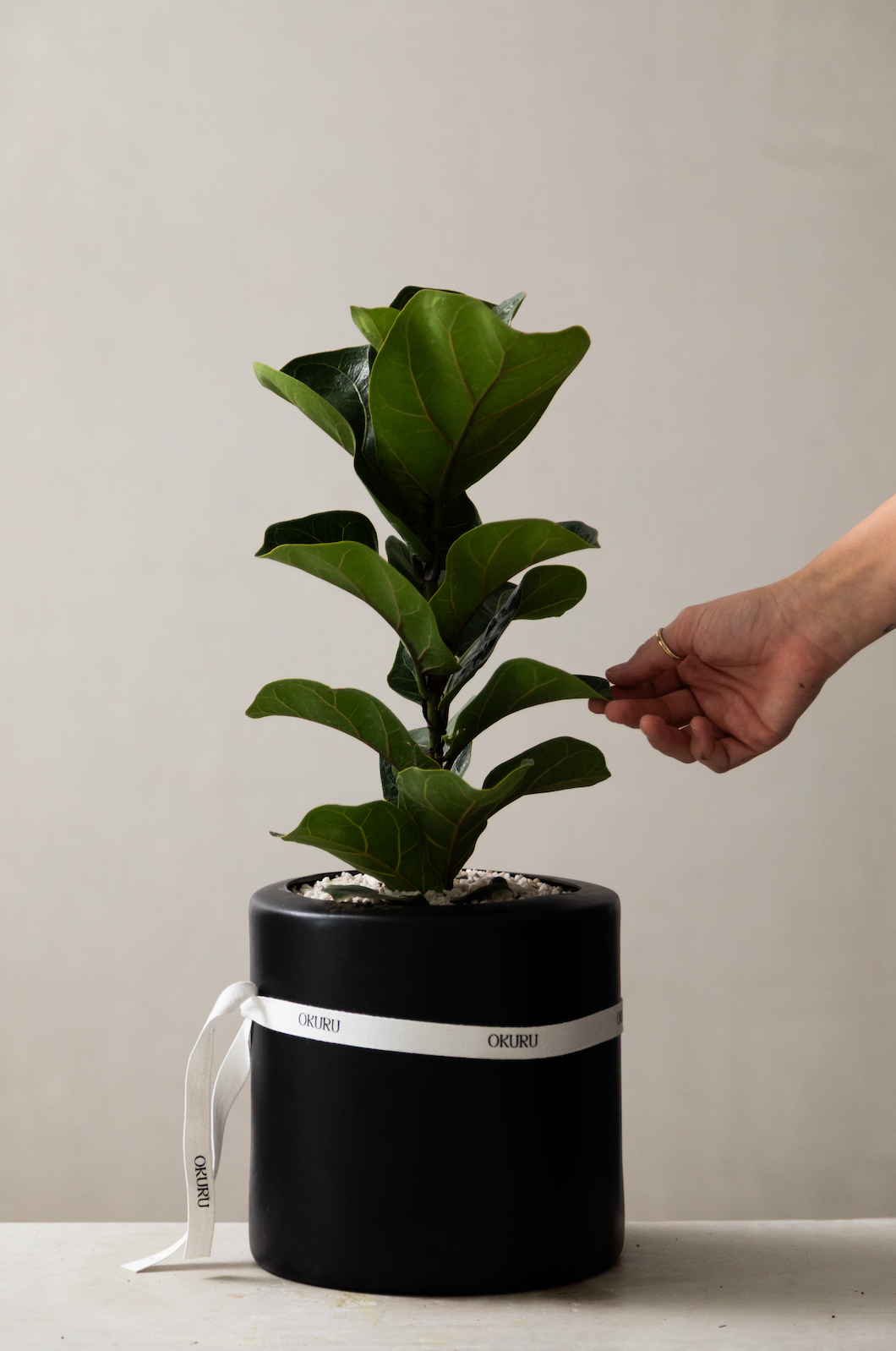 Ficus Pandurata