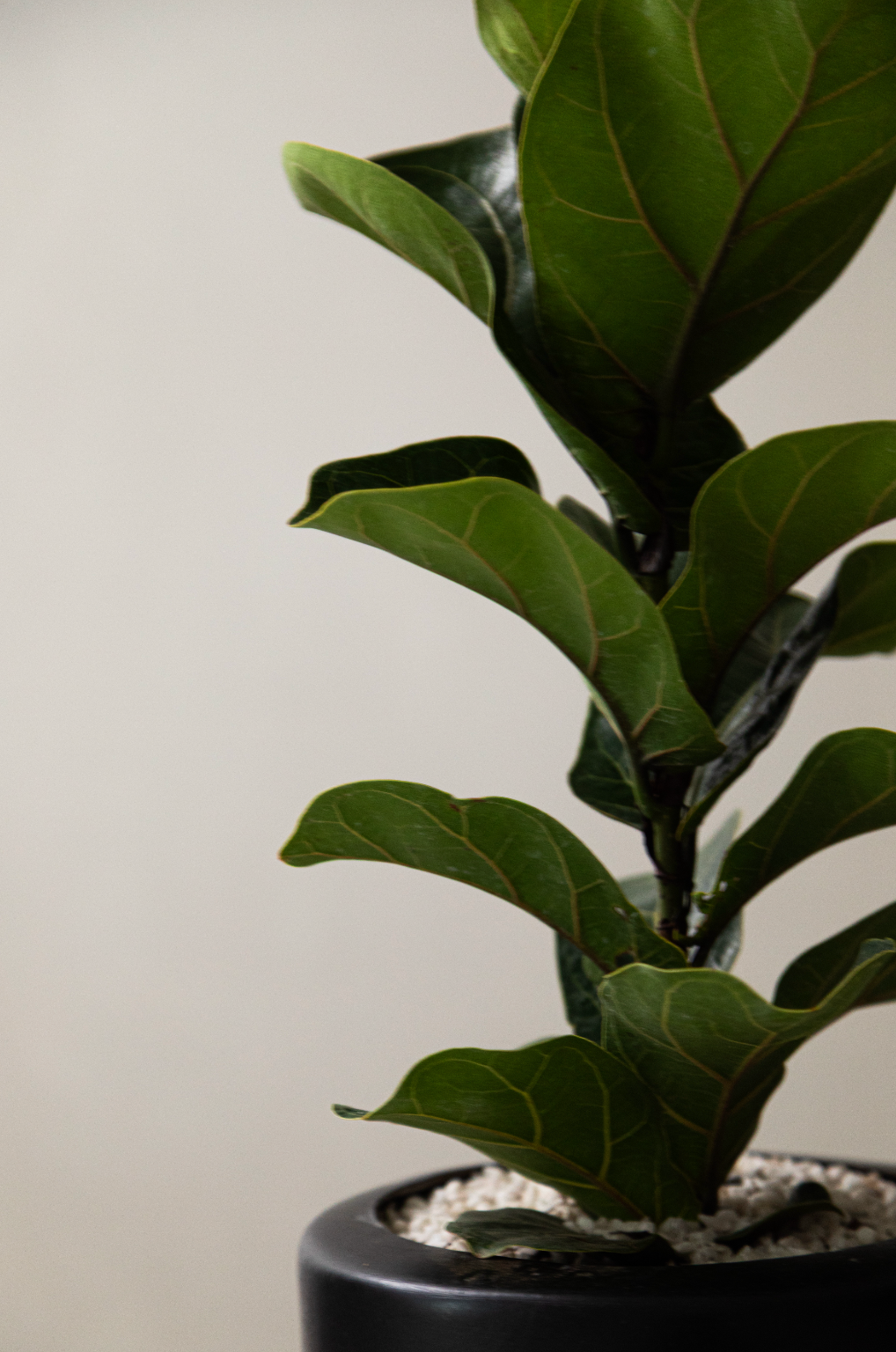 Ficus Pandurata