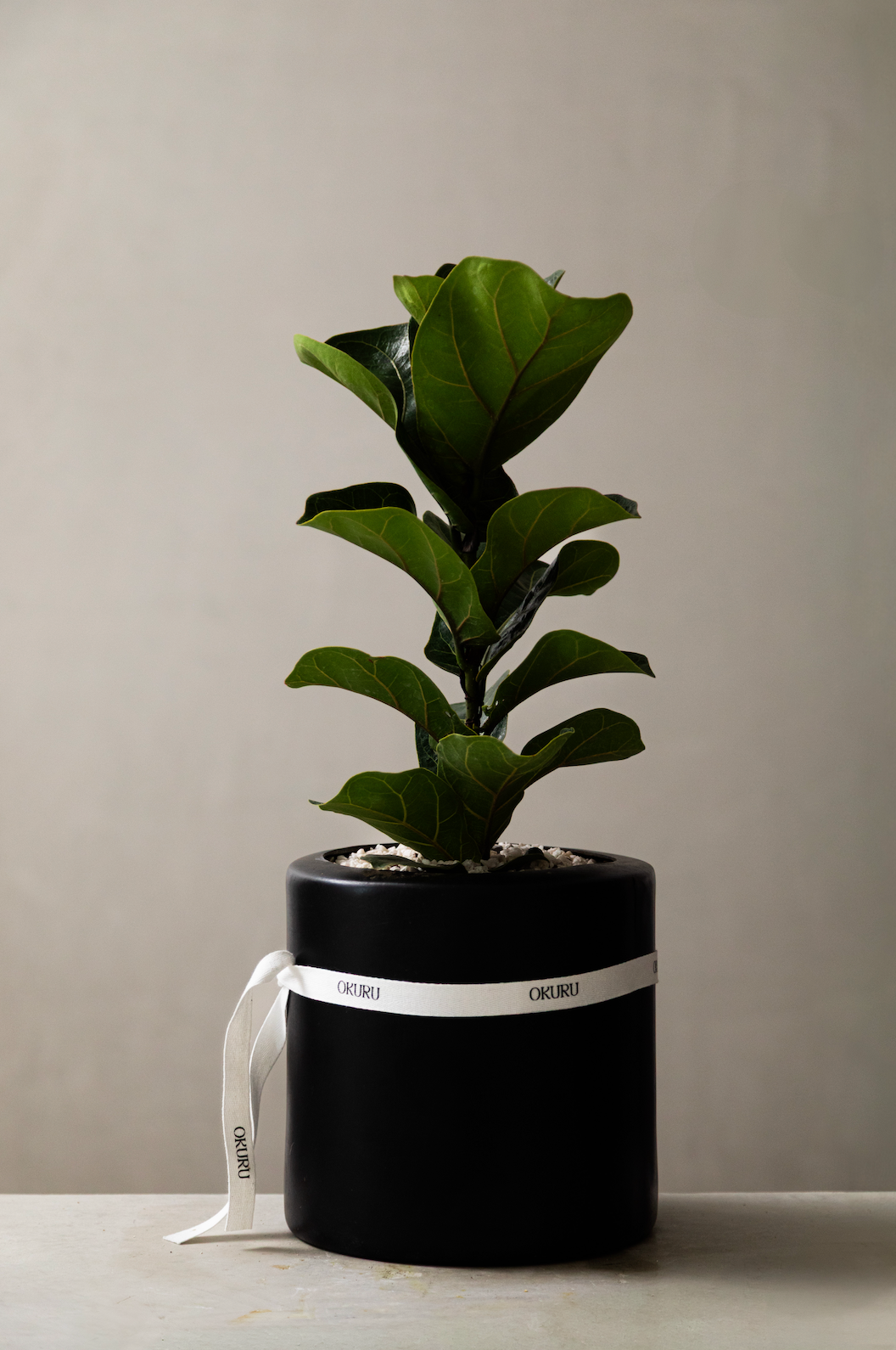 Ficus Pandurata