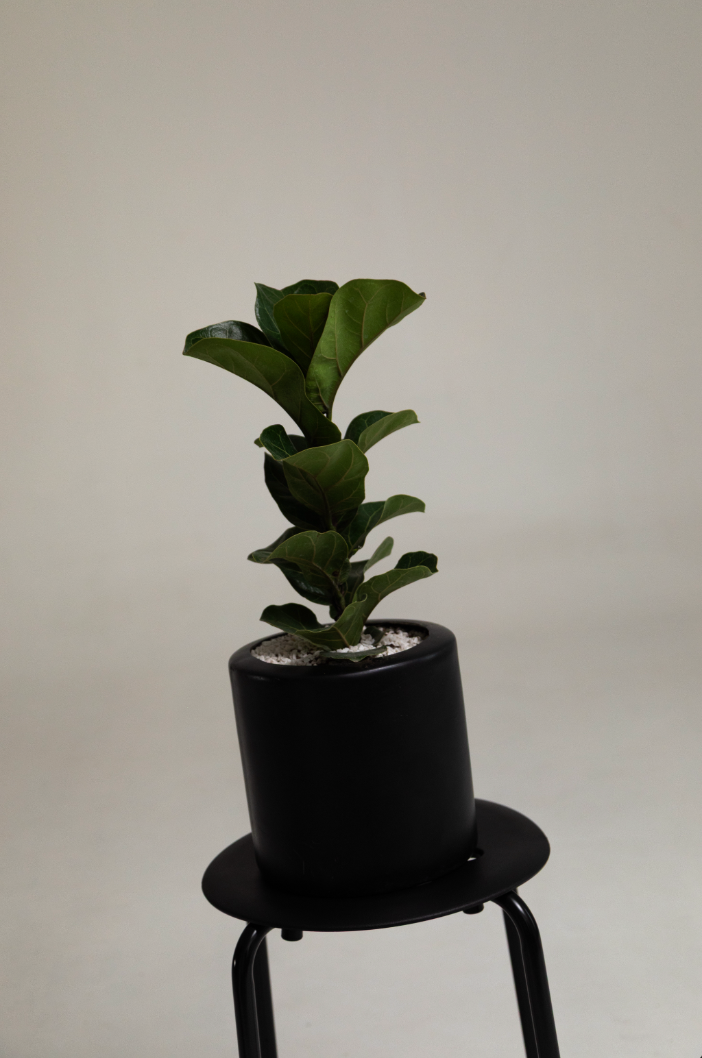 Ficus Pandurata