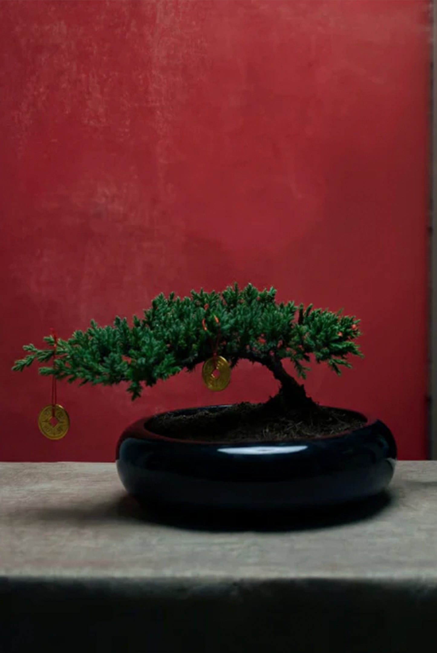 Bonsái de la suerte